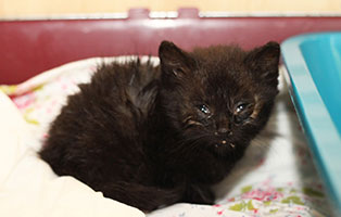 katzenelend-schwarz-jule Katzenelend - Wir brauchen Hilfe