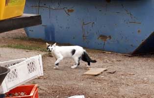 30-katzen-eingefangen-katzenhelden-container Grosse Katzenfangaktion auf einem verlassenen Grundstück in Neuhausen