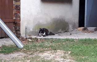 30-katzen-eingefangen-katzenhelden-draussen Grosse Katzenfangaktion auf einem verlassenen Grundstück in Neuhausen