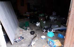 30-katzen-eingefangen-katzenhelden-fangkaefige Grosse Katzenfangaktion auf einem verlassenen Grundstück in Neuhausen