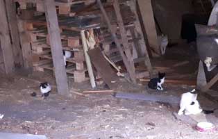 30-katzen-eingefangen-katzenhelden-paletten Grosse Katzenfangaktion auf einem verlassenen Grundstück in Neuhausen