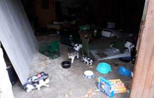30-katzen-eingefangen-katzenhelden-scheune Grosse Katzenfangaktion auf einem verlassenen Grundstück in Neuhausen