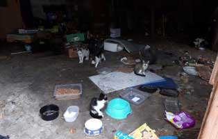 30-katzen-eingefangen-katzenhelden-verlassen Grosse Katzenfangaktion auf einem verlassenen Grundstück in Neuhausen