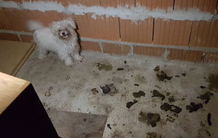 hund-verlassen-verwahrlost-einsam Tierheim Wollaberg im Rettungseinsatz