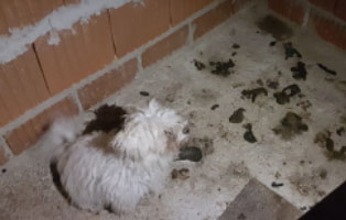 hund-verlassen-verwahrlost-verschlag Tierheim Wollaberg im Rettungseinsatz
