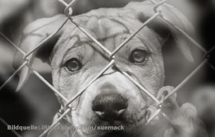 tierheim-ungarn-hilfe-welpe Letzte Chance-12 Hunde aus Ungarn suchen Aufnahmepaten