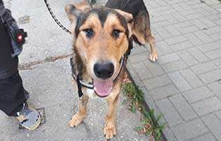 fundhund H250 19 bühlow