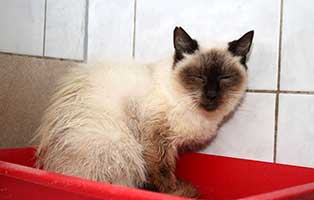 fundkatze döbern K581 19