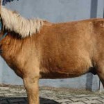 pony-klein-mogli-gesund-150x150 Mogli - Shetlandpony (TP002/19)