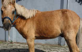 pony-klein-mogli-gesund Mogli ist über die Regenbogenbrücke gegangen