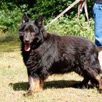 schaeferhund-charly-alt-leine-150x150 Schäferhund Charly