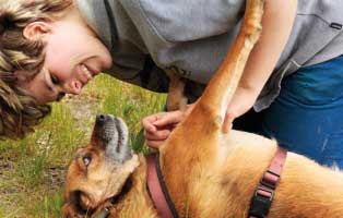 beitragsbild-auszubildende 44 Hundewelpen in Wollaberg - Welpenschmuggel auf der Autobahn - Ausnahmezustand