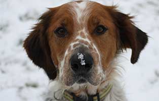 frierende-tiere-ein-hund Wie hält man 1023 Tiere im Winter warm?