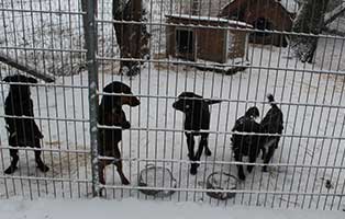 frierende-tiere-fuenf-hunde Wie hält man 1023 Tiere im Winter warm?