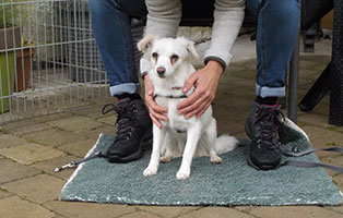 hund-sally-betreuerin Hundetraining und Beratung für Hunde und ihre Menschen
