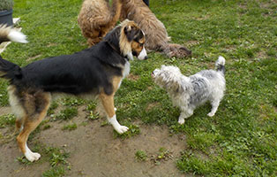 hund-sam-spielt Hundetraining und Beratung für Hunde und ihre Menschen