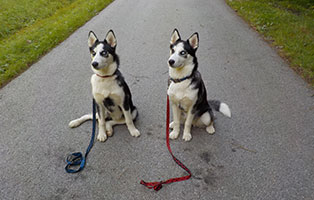 hunde-husky-astra-ronja2 Hundetraining und Beratung für Hunde und ihre Menschen