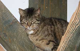 kater attila gehörgangentzündung baum