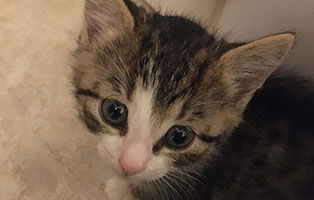 katzenbaby BK 197 19 männlich bueckeburg