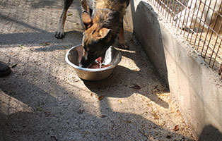 ungarisches-tierheim-futterlieferung-brauner-hund-frisst Update zur Spendenaktion für das ungarische Tierheim Békéscsaba