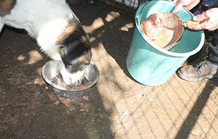 ungarisches-tierheim-futterlieferung-fuetterung Update zur Spendenaktion für das ungarische Tierheim Békéscsaba