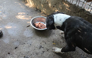 ungarisches-tierheim-futterlieferung-gefleckter-hund-frisst Update zur Spendenaktion für das ungarische Tierheim Békéscsaba