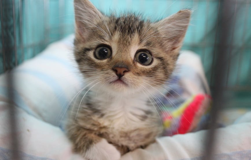 Katzenkind-sucht-warmes-zuhause Mini-Miezen-Tag