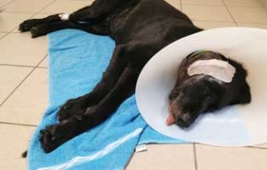 bagira-ohrprobleme-trichter-300x191 Tierheim Békéscsaba - Hund Bagira braucht Hilfe