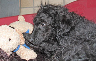 hund-anton-krank-teddy Hund Anton hat einen Arztmarathon vor sich