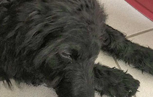 hund-anton-krank-traurig-1 Hund Anton hat einen Arztmarathon vor sich