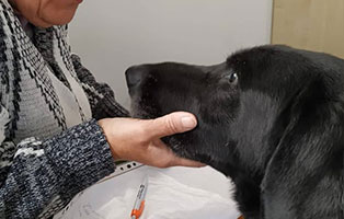hund-bagira-ungarn-bekescaba-betreuerin Tierheim Békéscsaba - Hund Bagira braucht Hilfe