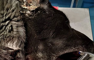 hund-bagira-ungarn-bekescaba-ohr-aussen Tierheim Békéscsaba - Hund Bagira braucht Hilfe