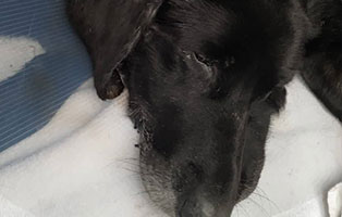 hund-bagira-ungarn-bekescaba-ohrenoperation Tierheim Békéscsaba - Hund Bagira braucht Hilfe