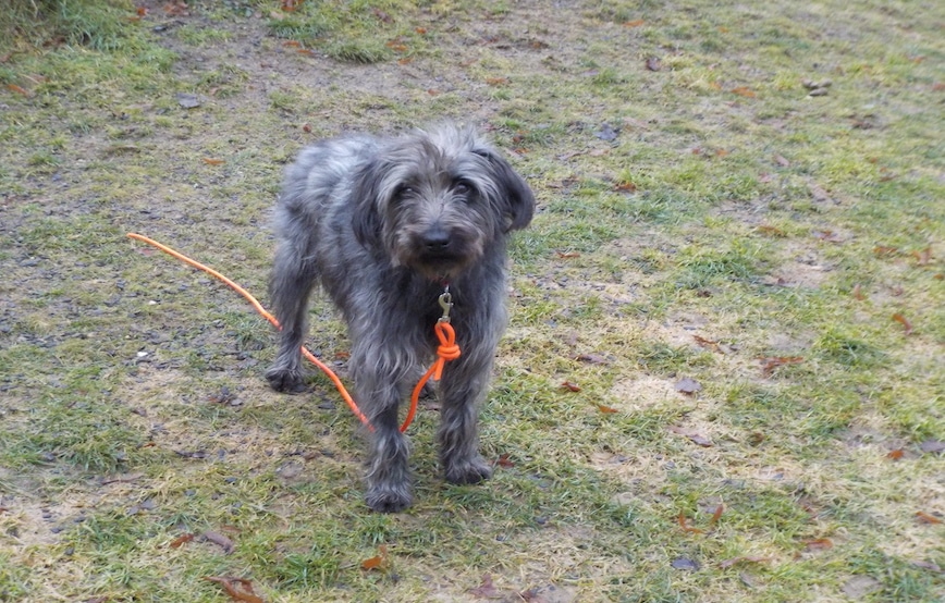 Hund-Strolch-sucht-Paten Georgie der Streuner ist dem Tode entgangen