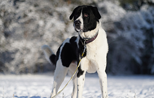 Wintertipps-BEITRAG-314x200px Ein Tierheimhund zieht ein