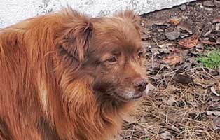 animal-hoarding-brownie-gross 44 Hundewelpen in Wollaberg - Welpenschmuggel auf der Autobahn - Ausnahmezustand