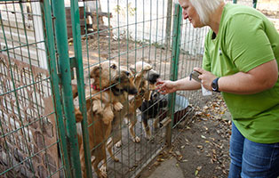 bekescsaba-hundehuetten-brigitte-1 Auslands-Fonds - Tierschutz ohne Grenzen