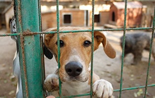 bekescsaba-hundehuetten-hund-gitter2 Auslands-Fonds - Tierschutz ohne Grenzen