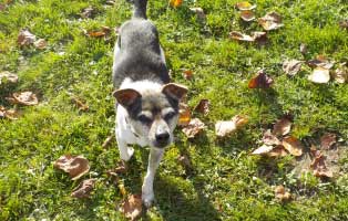 hund-benny-verstorben-breitenberg Georgie der Streuner ist dem Tode entgangen