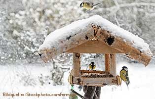 ratgeber-kleintiere-voegel-im-winter Georgie der Streuner ist dem Tode entgangen