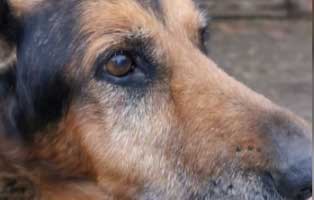 schaeferhund-bezar-patenschaft-gesicht Monatelang in Qualen gefangen