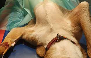 hund-bruno-verstorben-bekescsaba-operation Trauriges aus dem Tierheim Békéscsaba