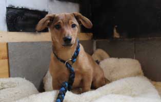 hund feliz bèkèscsaba aufnahmepatenschaft