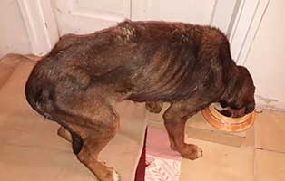 hund jagger békéscsaba abgemagert