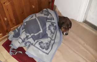 hund jagger békéscsaba decke