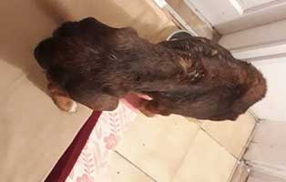 hund jagger békéscsaba duenn