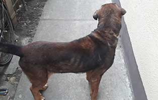 hund jagger békéscsaba genesen