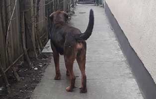 hund jagger békéscsaba zugenommen