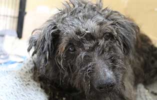 hund suba bá bèkèscsaba portrait