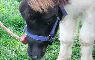 pony-nemo-verstorben-wardenburg Nemo – ein Pony erzählt über sein viel zu kurzes Leben